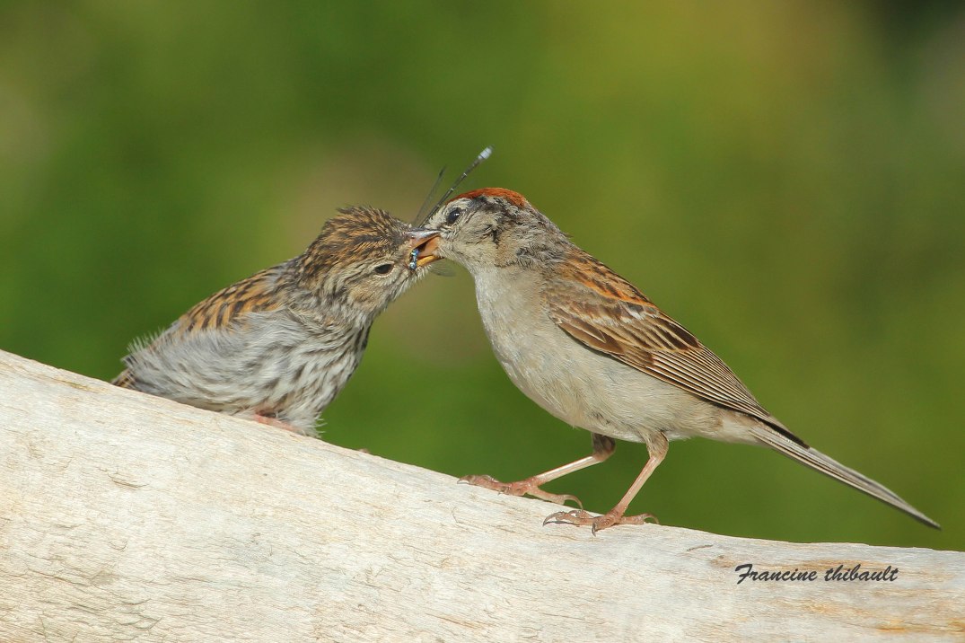 La becquée, Bruant familier