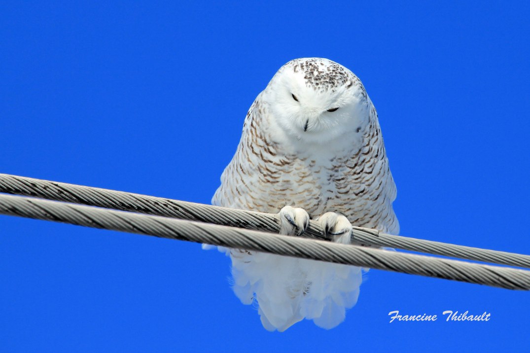 Harfang des neiges 3