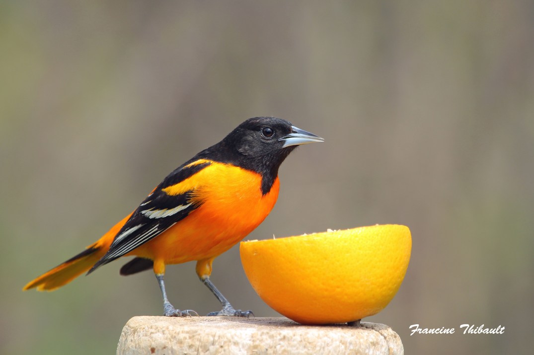 Oriole de Baltimore mâle