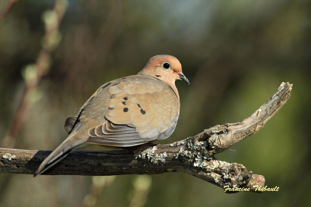 Tourterelle triste
